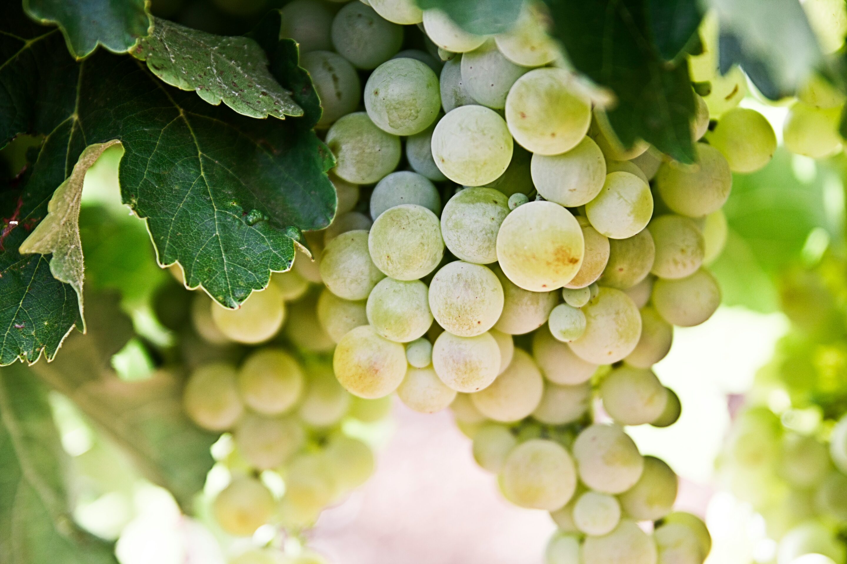 health benefits of grapes health benefits of grapes